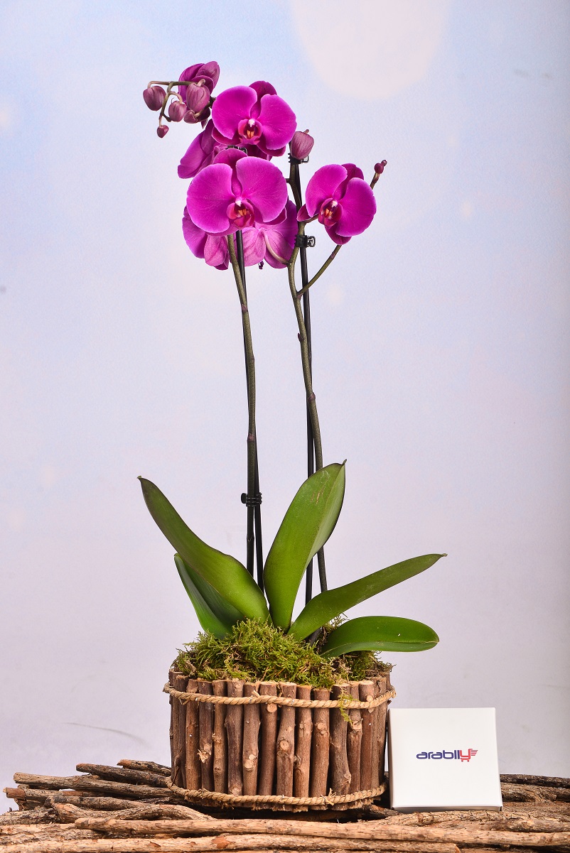Buy Sticks Pink Orchid | Arablly.com