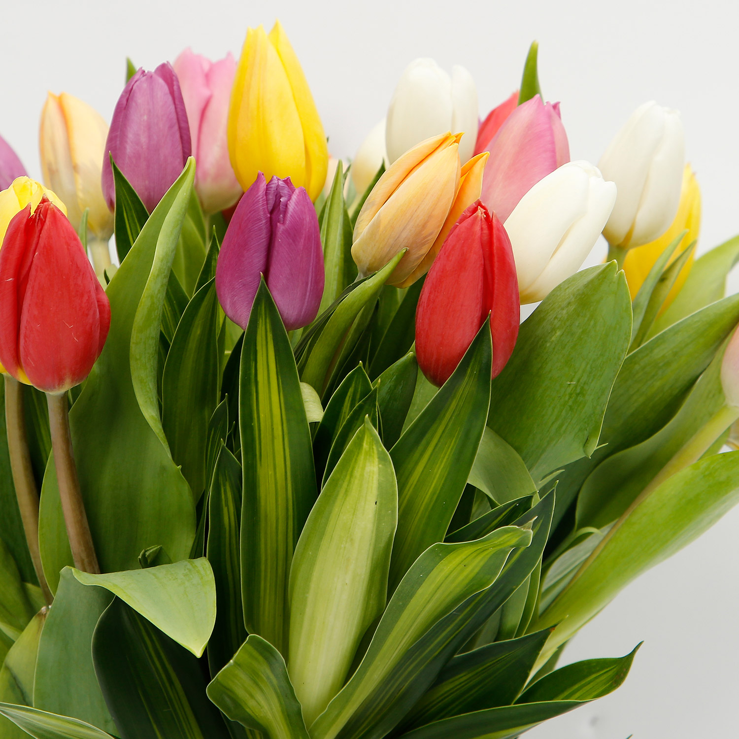 25 Vibrant Tulips Bunch - Flowers