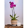 Pink Orchid  In Rattan Planter