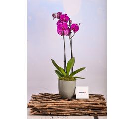 Pink Orchid  In Grey Planter