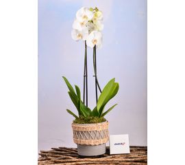 White Orchid In Rattan Planter