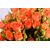 Orange Baby Rose in Claro Vase