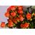 Orange Baby Rose in Plam Spring Vase