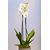 White Orchid In Malika Planter