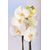 White Orchid In Malika Planter