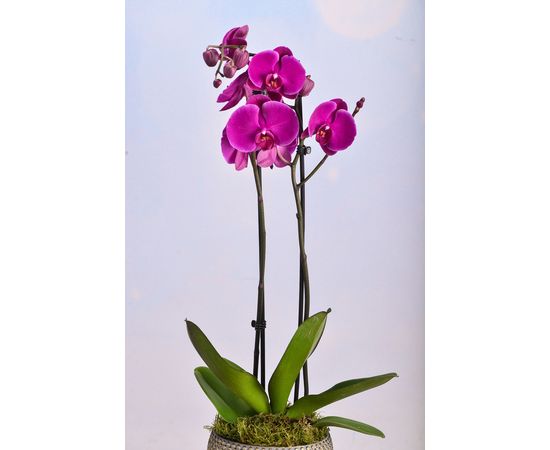 Pink Orchid  In Malika Planter