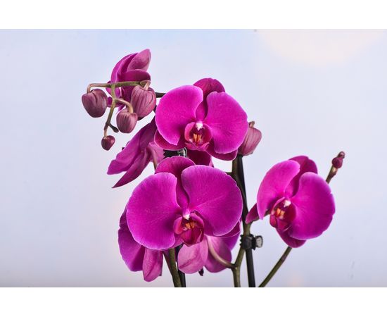 Pink Orchid  In Malika Planter