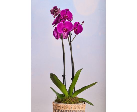 Pink Orchid  In Rattan Planter