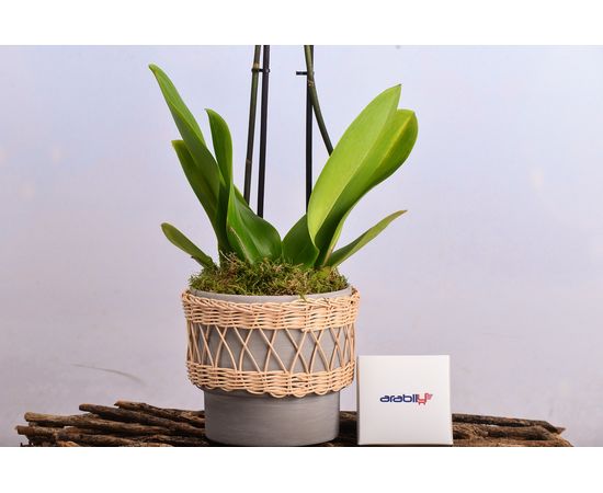 White Orchid In Rattan Planter